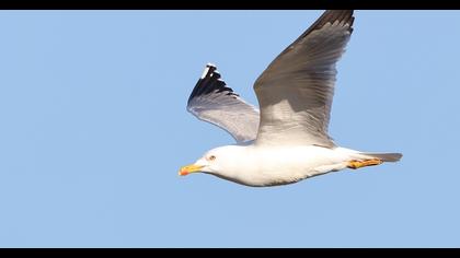 Yellow-legged Gull