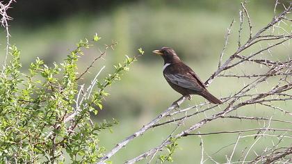 Ring Ouzel
