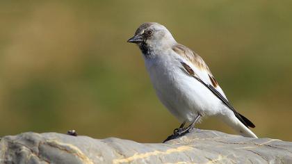 White-winged Snowfinch