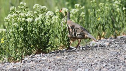 Chukar Partridge