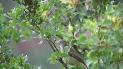 Eastern Olivaceous Warbler