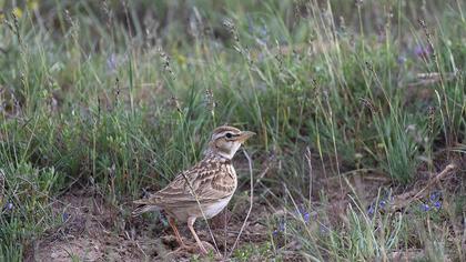 Küçük boğmaklı toygar