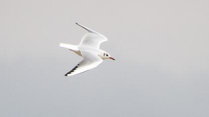 Black-headed Gull