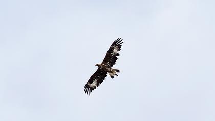 Golden Eagle