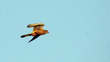 Common Kestrel