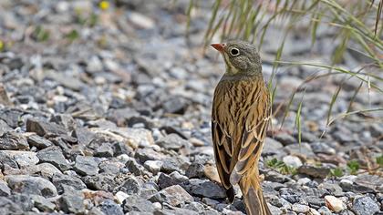 Ortolan Bunting