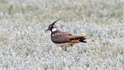 Northern Lapwing