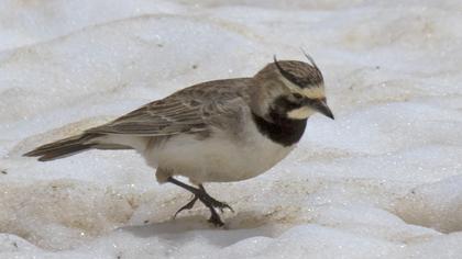 Horned Lark