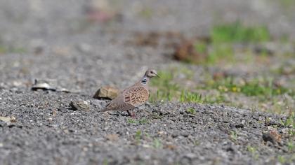 European Turtle Dove