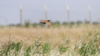 Black Francolin