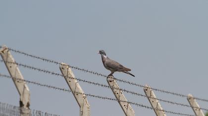Common Wood Pigeon