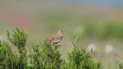 Tawny Pipit