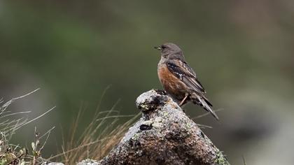 Alpine Accentor
