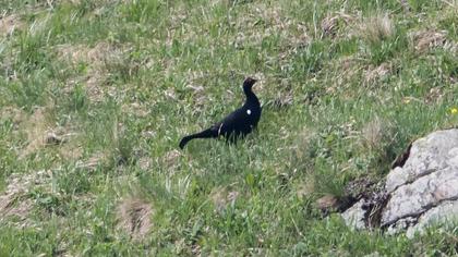 Caucasian Grouse