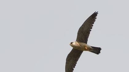 Red-footed Falcon