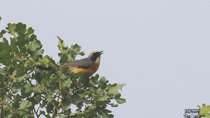 White-throated Robin
