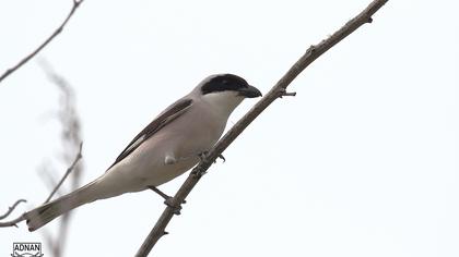 Lesser Grey Shrike