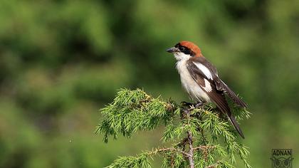 Woodchat Shrike