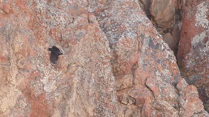 Duvar tırmaşıkkuşu