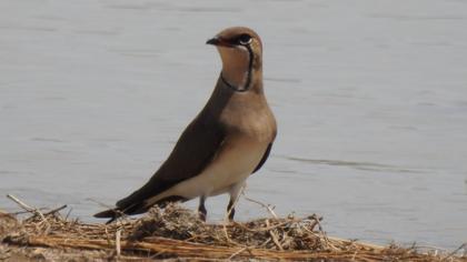 Bataklıkkırlangıcı