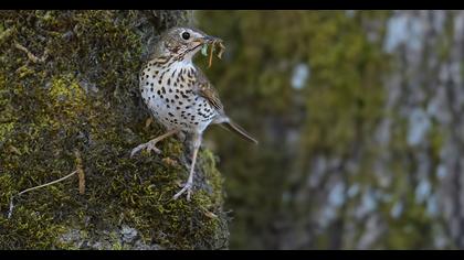 Song Thrush