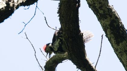 Middle Spotted Woodpecker