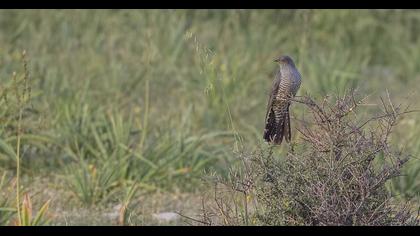 Common Cuckoo