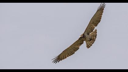 Short-toed Snake Eagle