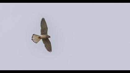 Common Kestrel