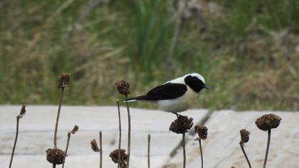 Black-eared Wheatear