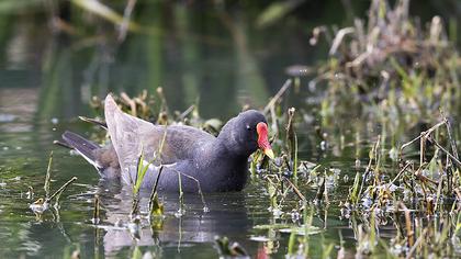 Common Moorhen