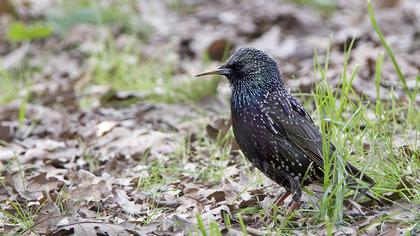 Common Starling
