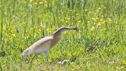 Squacco Heron