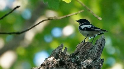 Semicollared Flycatcher