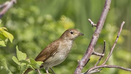 Thrush Nightingale