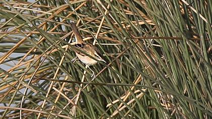 Sedge Warbler