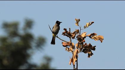 White-spectacled Bulbul