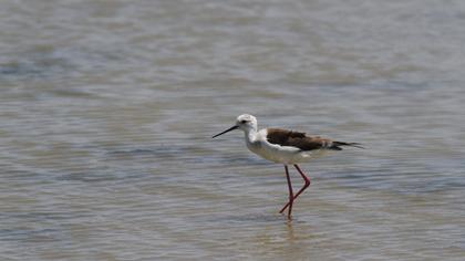 Black-winged Stilt