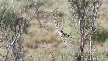 Red-backed Shrike