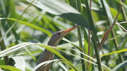 Little Bittern