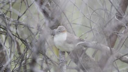 Eastern Olivaceous Warbler