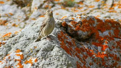 Rock Sparrow