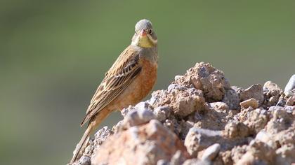Ortolan Bunting