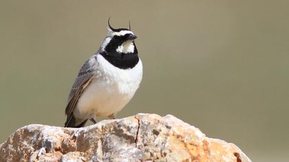 Horned Lark