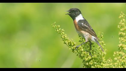 European Stonechat