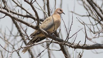 Laughing Dove