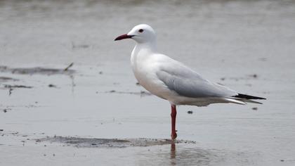 Slender-billed Gull