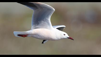 Slender-billed Gull