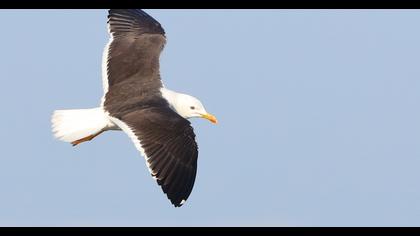 Lesser Black-backed Gull