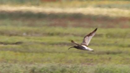 Eurasian Curlew